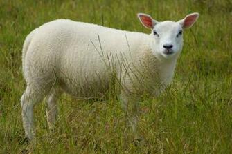 Cute Lamb Desktop Wallpaper