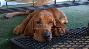 Red Bloodhound Loyal Mr Bojangles Loves To