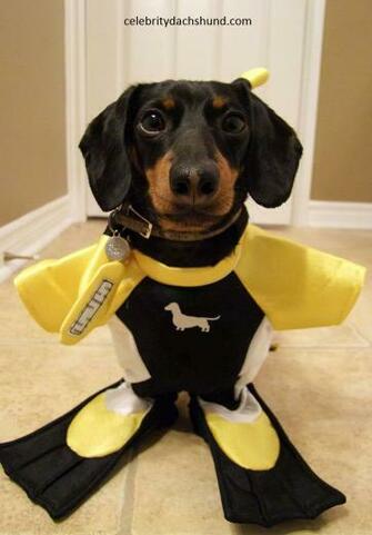 Browse Funny Dog Pictures Dachshund HD Photo Wallpaper Collection