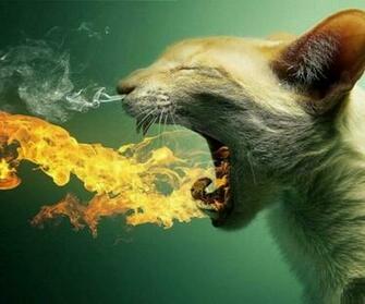 Catzilla Fantasy Cat Wallpaper Dragon Animals