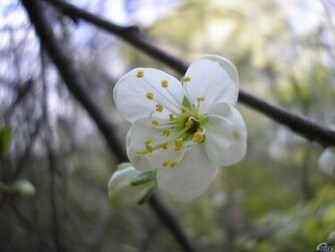 White Orchid Wallpaper