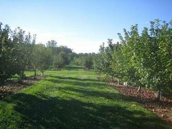 Apple Orchard Background The At Geneva