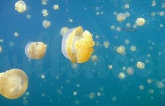 Jellyfish Lake