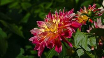 Nature Wallpaper Image