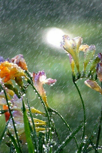 Raining Wallpaper Cool Whatsapp Status Rain