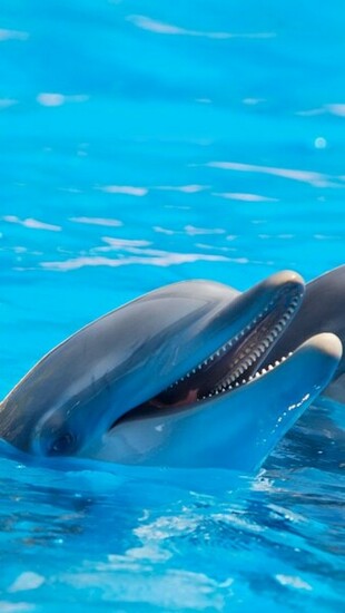 Cute Dolphins iPhone 5s Wallpaper iPad
