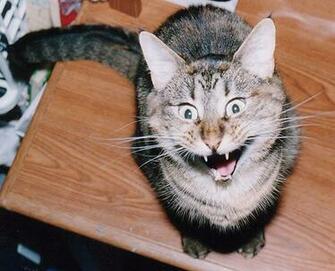 Cat Picture Crazy Cats