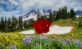 Rose 3d Live Wallpaper Android Apps On Google Play