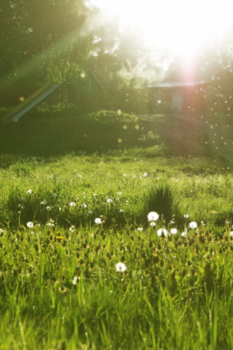 Sunny Summer Morning iPhone Wallpaper