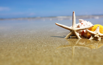 Wallpaper Sand Beach Summer Shell Sea