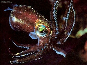 Animals Bottle Tailed Cuttlefish Picture Nr