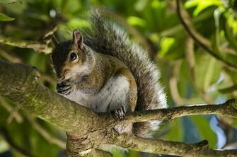 Beautiful Wallpaper Squirrels
