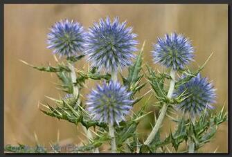 Kogeldistel Globe Thistle Distel Wallpaper Background