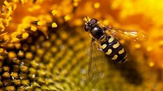 Bee HD Image Desktop Wallpaper Pictures