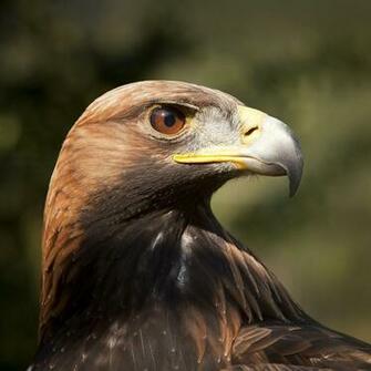 Golden Eagle Wallpaper