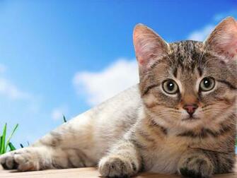 Cat Desktop Wallpaper Computer S