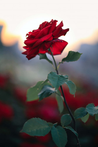 Cute Rose Wallpaper
