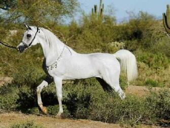 Arabian Horse Wallpaper