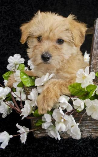 Puppies Live Wallpaper Android Apps On Google Play