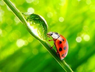Ladybug On Leaf Green Blurred Lights HD Wallpaper