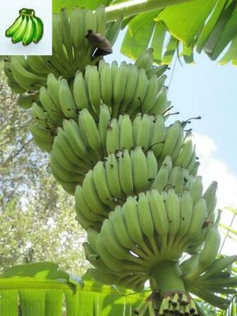 Buy Banana Tree Plants