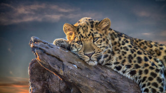 Wallpaper Leopard 4k Animals