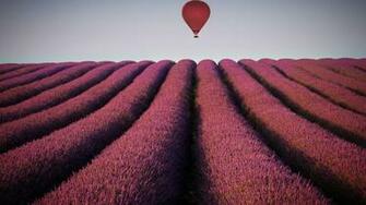 Lavender Desktop Wallpaper High Definition Quality