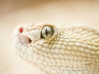 Grey Snake Eye Desktop Pc And Mac Wallpaper