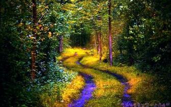 HD Wallpaper Forest Path High Resolution