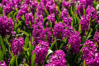 Top Hyacinth Wallpaper Full HD 4k To Use