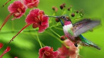 The Hummingbird Totem And Wisdom Of Accomplishing Great Feats