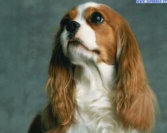 Wallpaper Dogs Cocker Spaniel