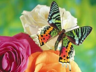 Colorful Butterflies Wallpaper