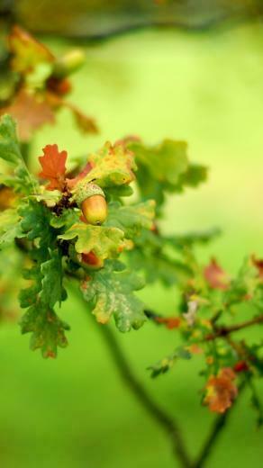 Wallpaper Acorn Leaves Green Razmytost Oak Sony
