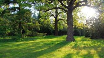 Oak Tree Wallpaper