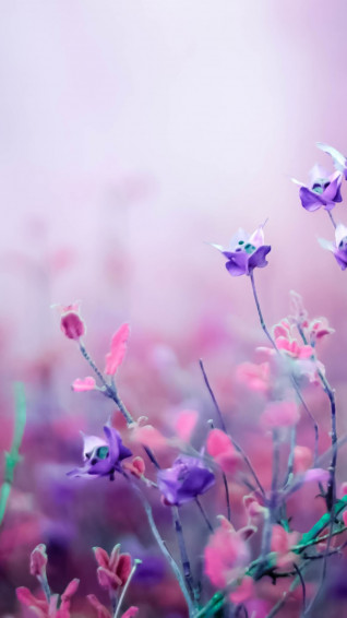 Purple Flower Desktop Wallpaper