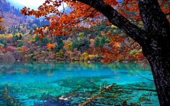 Mystical Forest Wallpaper