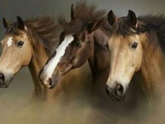 Beautiful Wallpaper Wild Horses