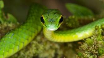 Wallpaper Satiny Parrot Snake Green Danger Eyes