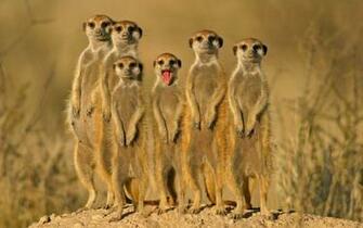 Funny Animals Wallpaper Top Background