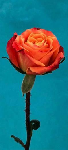Ios Orange Rose Flower Turquoise Abstract Apple