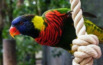 Parrot Wallpaper