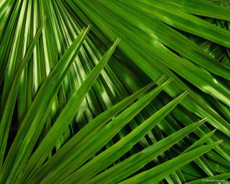 Tropical Leaves Desktop Wallpaper