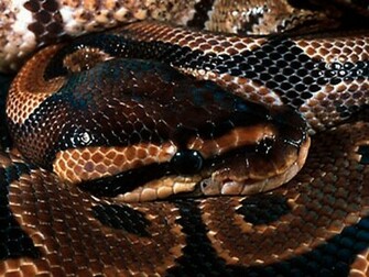 Snakes Wallpaper