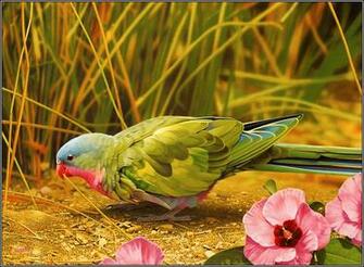Nature Bird Photography HD Wallpaper 1080p Background