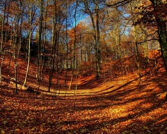 Fall Color Autumn Wallpaper No Desktop