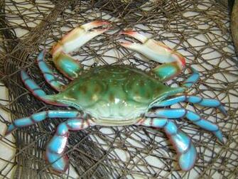 Blue Crab Wallpaper
