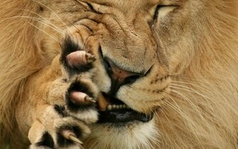 Lion Face Wallpaper Tags Grimace Paw Fur Claws Jaws Fang