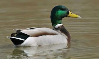 Mallard Duck HD Wallpaper High Definition