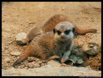 Baby Meerkat Wallpaper